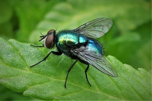 Lucilia silvarum